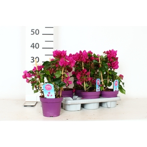 BOUGAINV VERA D P IM