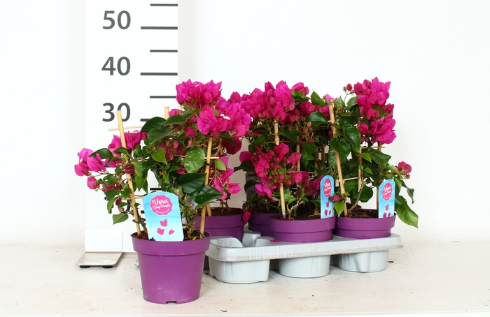 <h4>BOUGAINV VERA D P IM</h4>