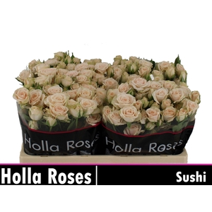 Rs tr Sushi