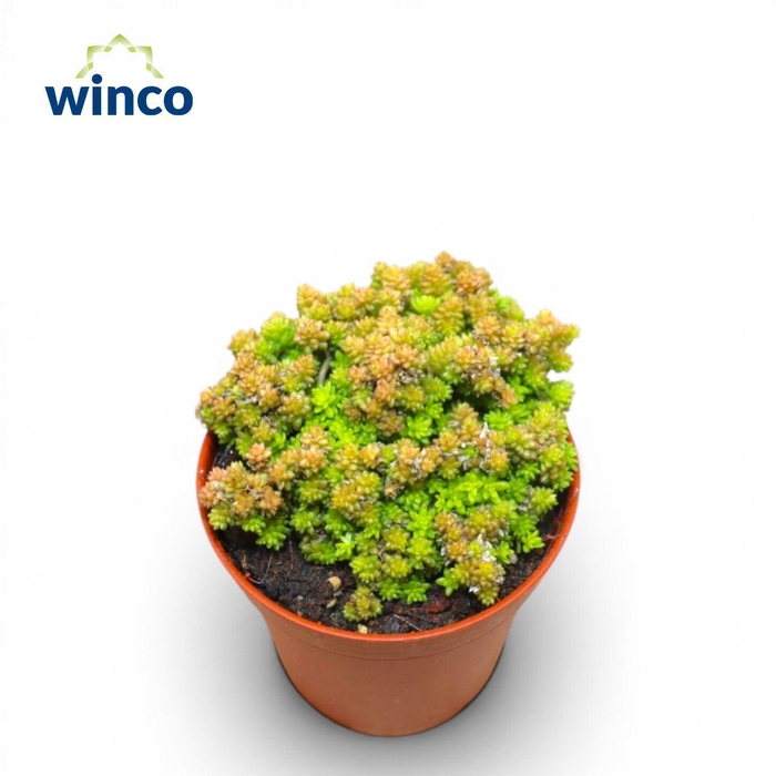 <h4>Monanthes Muralis</h4>