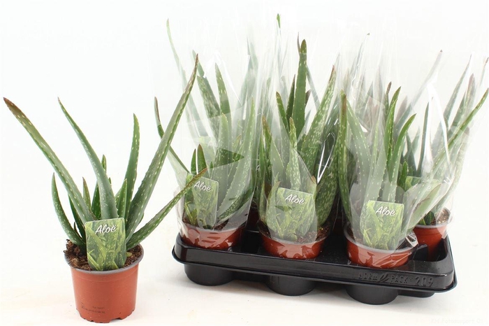 <h4>Aloe vera</h4>