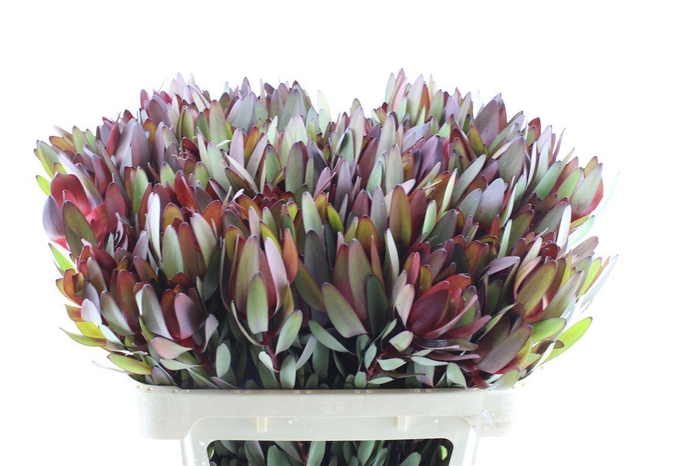 <h4>Leucad Saf Sunset</h4>