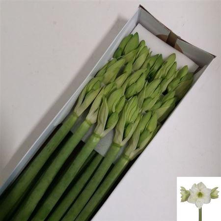 <h4>Hipp Ga Casablanca X15</h4>