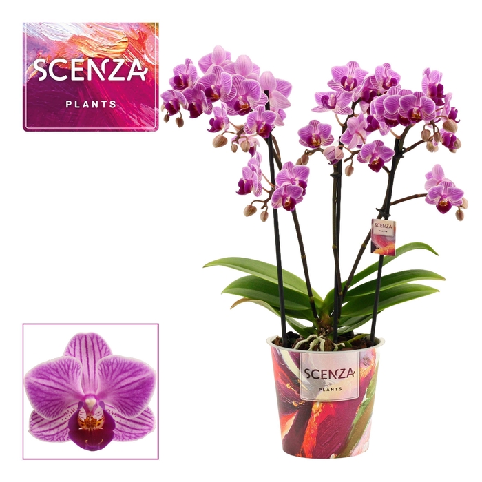 <h4>Phalaenopsis dazzling Dreamer 3-4 tak (Scenza)</h4>