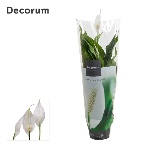 <h4>Spathiphyllum 13 cm Strauss Decorum</h4>