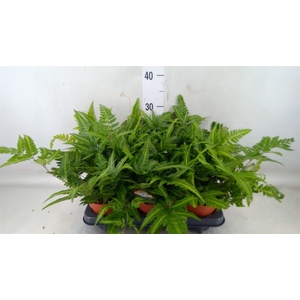 Arachniodes aristata 'Variegata'