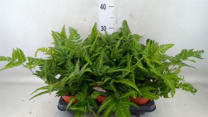 <h4>Arachniodes aristata 'Variegata'</h4>