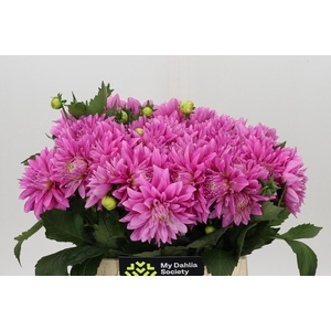 Dahlia Pink Delight