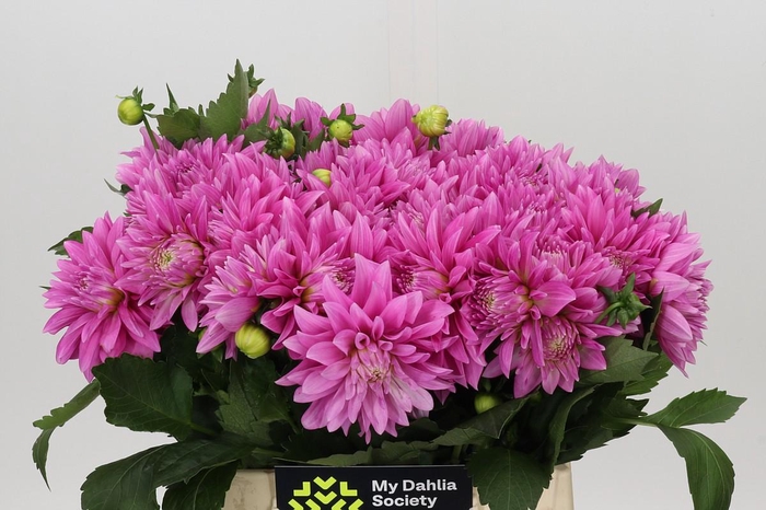 <h4>Dahlia Pink Delight</h4>