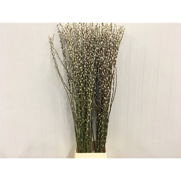 <h4>Salix Caprea 'snow Flake' (ch) Fresh!</h4>