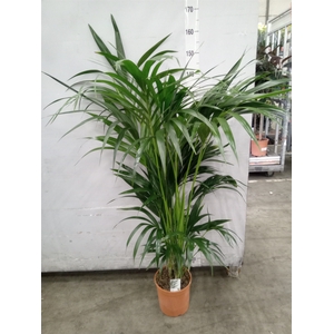 Howea forsteriana