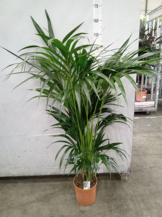 <h4>Howea forsteriana</h4>