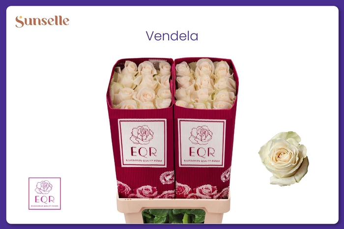 <h4>R GR VENDELA</h4>