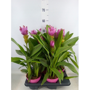 Curcuma alism. 'Siam Sanna'