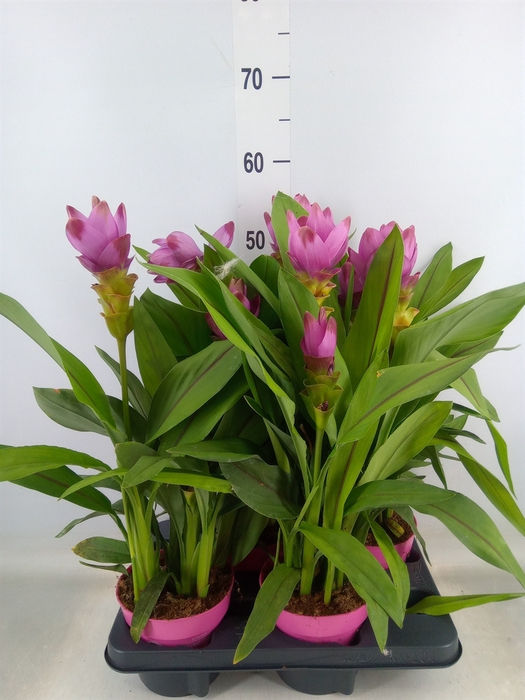 <h4>Curcuma alism. 'Siam Sanna'</h4>