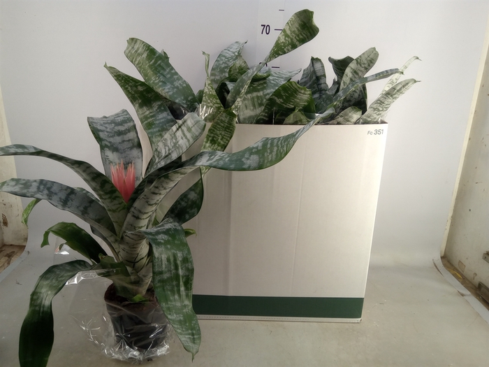 <h4>Aechmea fasciata 'Primera'</h4>