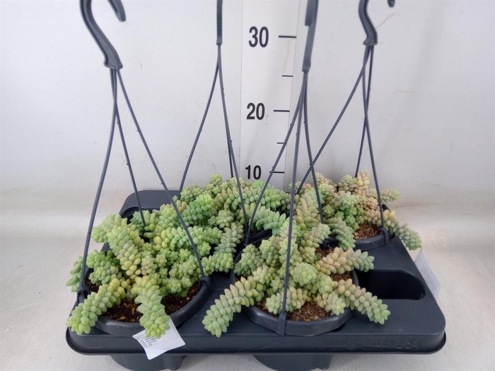 <h4>Sedum burrito</h4>