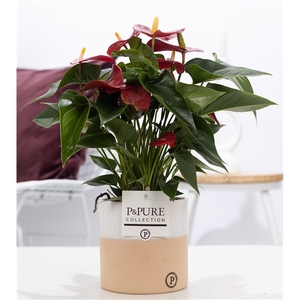 Anthurium red (Micra) in P&PURE Rosy ceramics