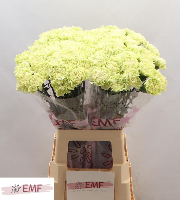 <h4>DI ST LEGE VERDE</h4>