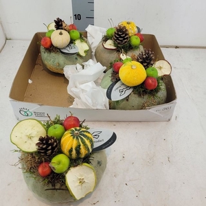 Cucurbita Ov