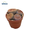 Lithops (group)
