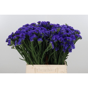 Limon Sin Navy Sun Birds