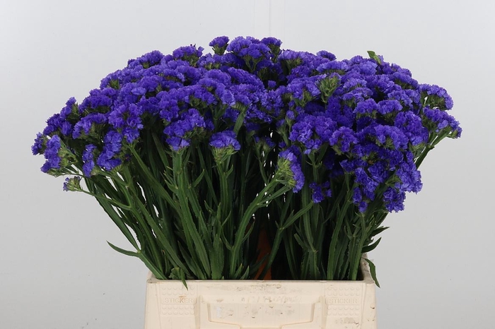 <h4>Limon Sin Navy Sun Birds</h4>