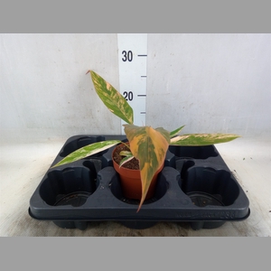 Philodendron   ...