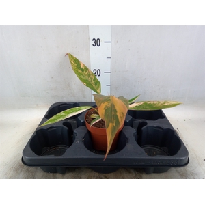 Philodendron   ...