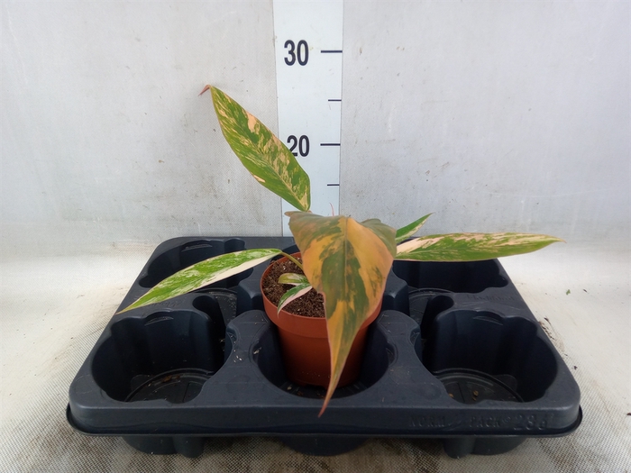 <h4>Philodendron   ...</h4>