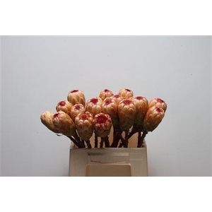 Protea Grandicolor No Leaves