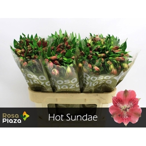 ALSTR HOT SUNDAE