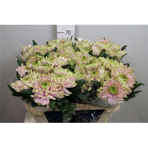 Chr G Ross Charlotte