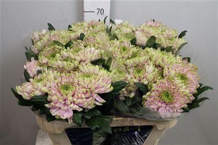 <h4>Chr G Ross Charlotte</h4>