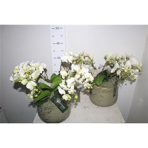 Phal Arrang Special Opti