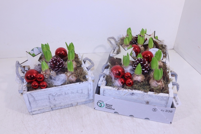 <h4>ARR HYACINTH</h4>