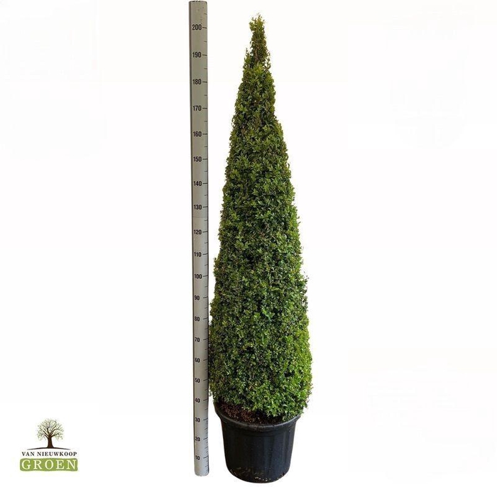 <h4>Buxus Sempervirens Piramide 160-180</h4>