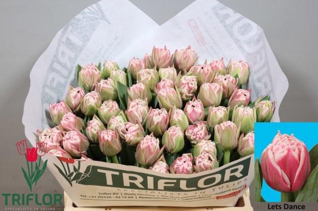 <h4>TU DU LETS DANCE</h4>