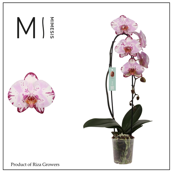 <h4>Phalaenopsis Flow Emiliya 1 spike – 12cm | Mimesis</h4>