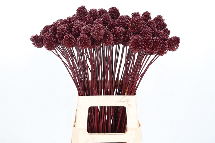 <h4>Allium Sphaero Kl Bh Bordeaux</h4>