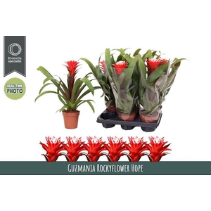 Guzmania Hope 12Ø 40cm