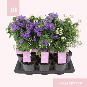 Solanum stam mixtray