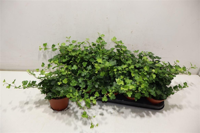 <h4>arr8 Hed He Wonder</h4>