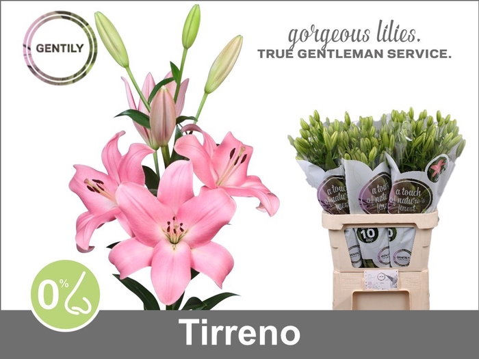 LI LA TIRRENO