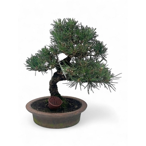 Pinus thunbergii, pot 23cm. Height 40cm. (single item)