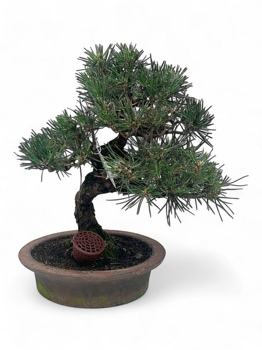 <h4>Pinus thunbergii, pot 23cm. Height 40cm. (single item)</h4>