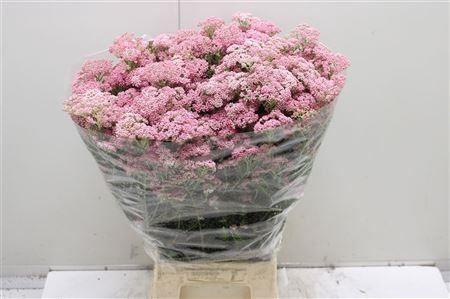 <h4>OZOTH COOKS PINK</h4>