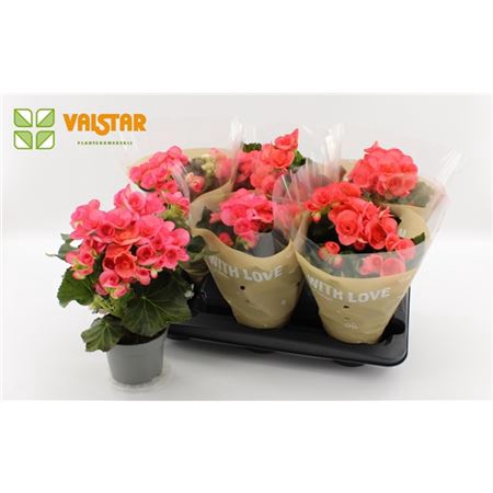 <h4>Begonia Du Roze</h4>