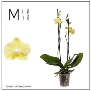 Mimesis Phal. Mirage - 2 spike 12cm