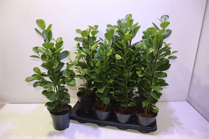 <h4>Fic Mi Moclame</h4>